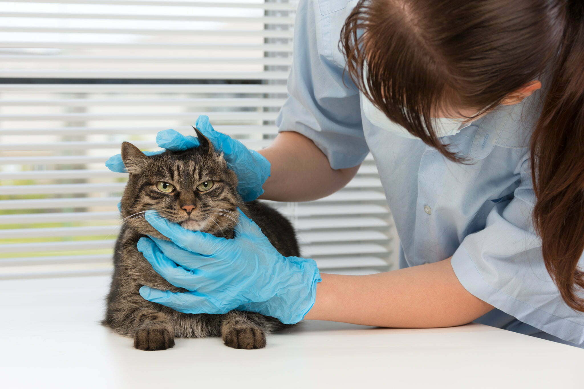 Becoming A Vet Tech Salary Qualifications Careers Education